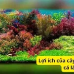 Lợi ích của cây thủy sinh bể cá là gì?