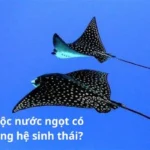 Cá Đuối gai độc nước ngọt có vai trò gì trong hệ sinh thái?