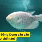 Cách nuôi cá Đòng Đong cân cấn như thế nào?