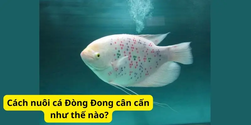 Cách nuôi cá Đòng Đong cân cấn như thế nào?