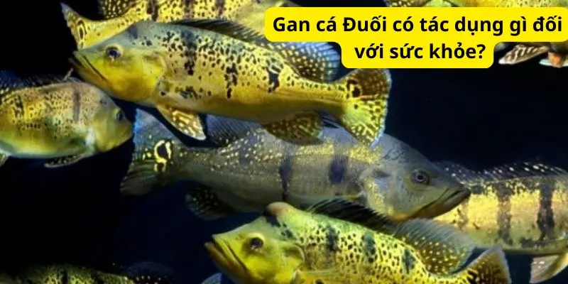 Gan cá Đuối có tác dụng gì đối với sức khỏe?