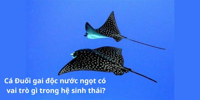 Cá Đuối gai độc nước ngọt có vai trò gì trong hệ sinh thái?