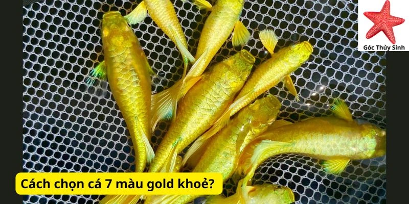 Cách chọn cá 7 màu gold khoẻ? 