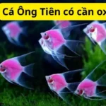 Cá Ông Tiên có cần oxy không?