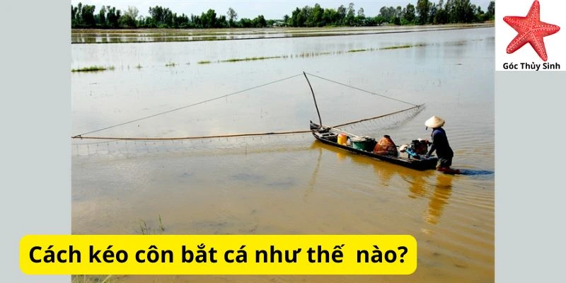 Cách kéo côn bắt cá như thế nào?