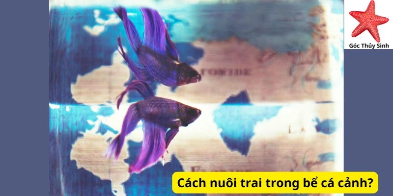 Cách nuôi trai trong bể cá cảnh?