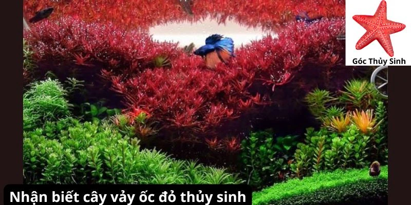 Nhận biết cây vảy ốc đỏ thủy sinh