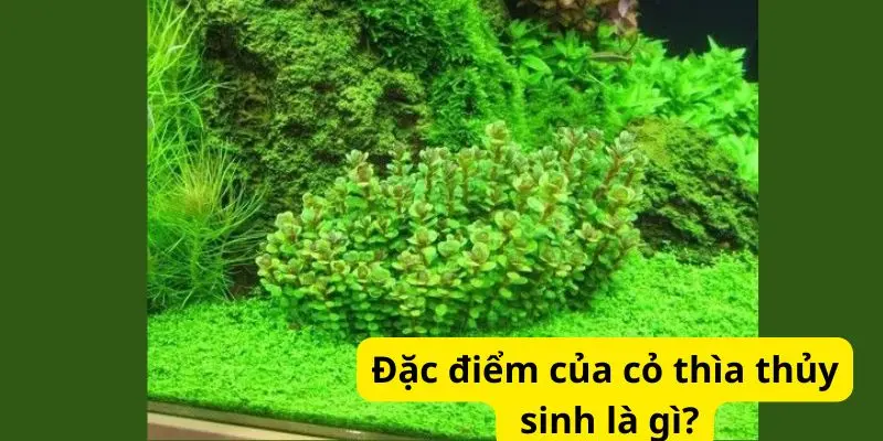 Đặc điểm của cỏ thìa thủy sinh là gì?