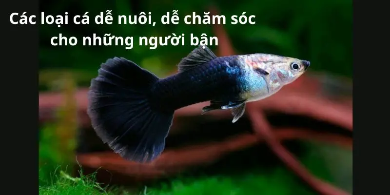 Các loại cá dễ nuôi, dễ chăm sóc cho những người bận