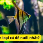 Cách chọn loại cá dễ nuôi nhất?