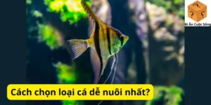 Cách chọn loại cá dễ nuôi nhất?