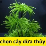 Cách chọn cây dừa thủy sinh?