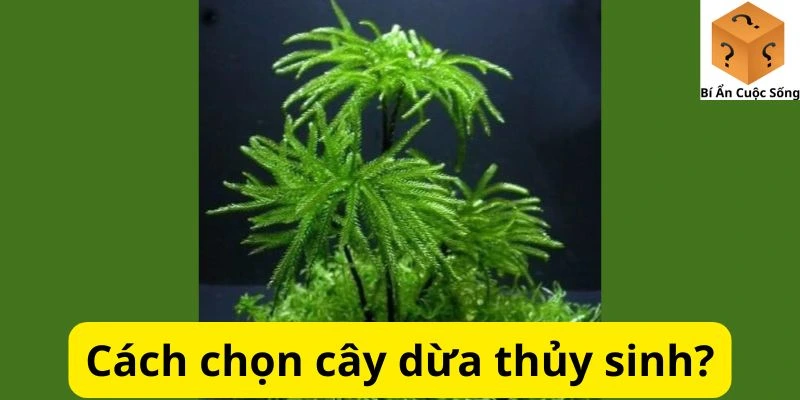 Cách chọn cây dừa thủy sinh?