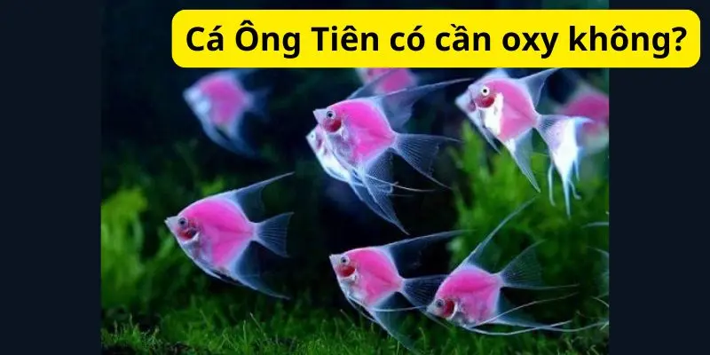 Cá Ông Tiên có cần oxy không?