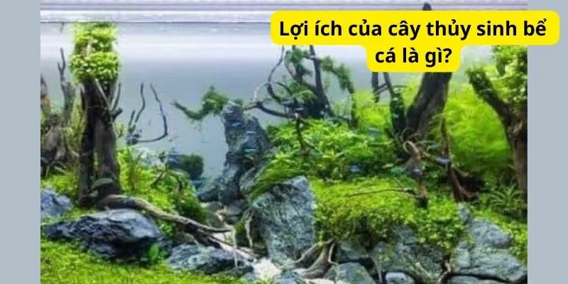 Lợi ích của cây thủy sinh bể cá là gì?