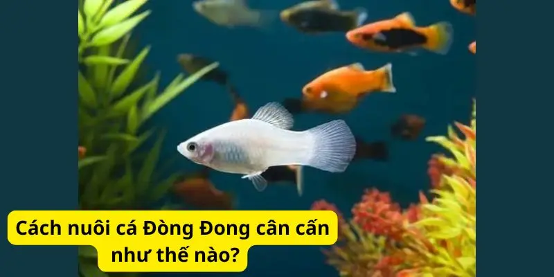 Cách nuôi cá cân nặng như thế nào?