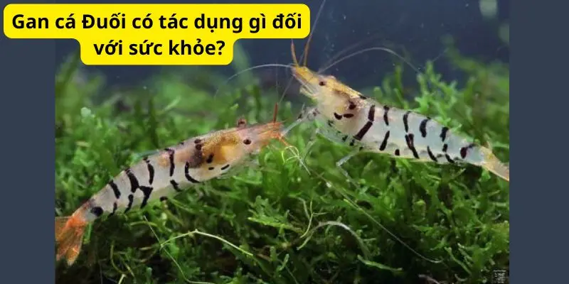 Gan cá có tác dụng gì cho sức khỏe?