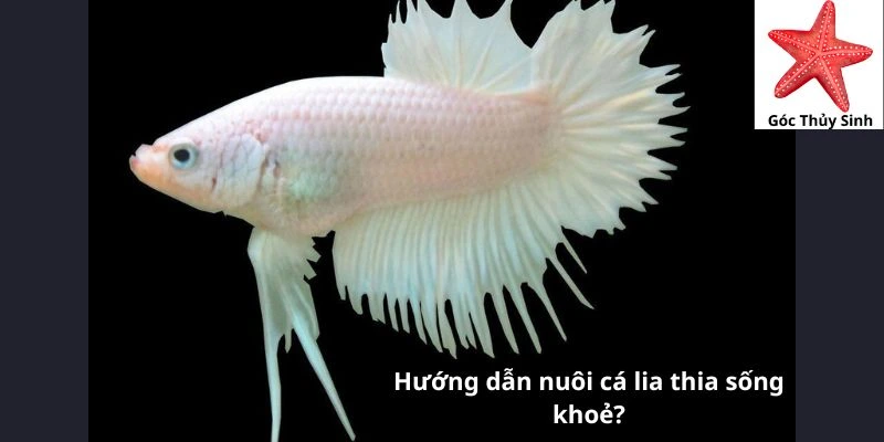 Hướng dẫn nuôi cá lia thia sống khoẻ?