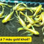 Cách chọn cá 7 màu gold khoẻ?