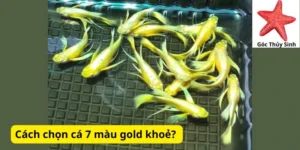 Cách chọn cá 7 màu gold khoẻ?