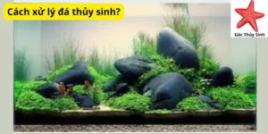 Cách xử lý đá thủy sinh?