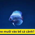 Có nên cho muối vào bể cá cảnh?