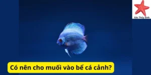 Có nên cho muối vào bể cá cảnh?