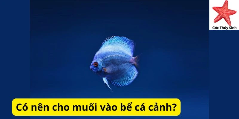 Có nên cho muối vào bể cá cảnh?