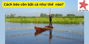 Cách kéo côn bắt cá như thế nào?