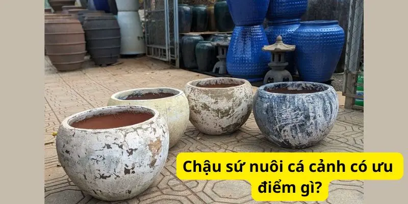 Chậu sứ nuôi cá cảnh có ưu điểm gì?