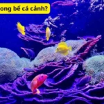 Cách nuôi trai trong bể cá cảnh?