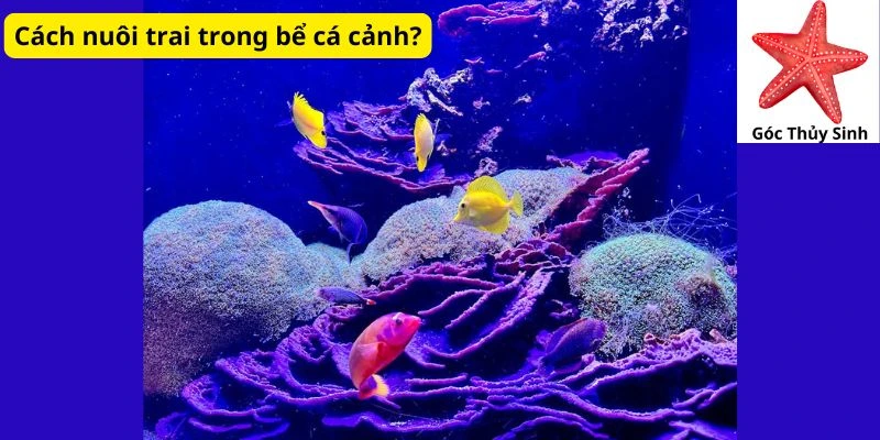 Cách nuôi trai trong bể cá cảnh?