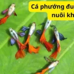 Cá phướng đuôi dài có dễ nuôi không?