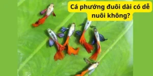 Cá phướng đuôi dài có dễ nuôi không?