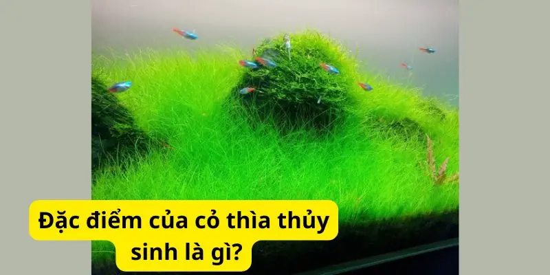 Đặc điểm của cỏ thìa thủy sinh là gì?