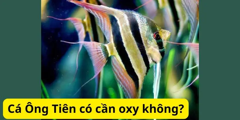 Cá Ông Tiên có cần oxy không?