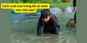 Cách nuôi trai trong bể cá cảnh như thế nào?